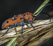 Beetle